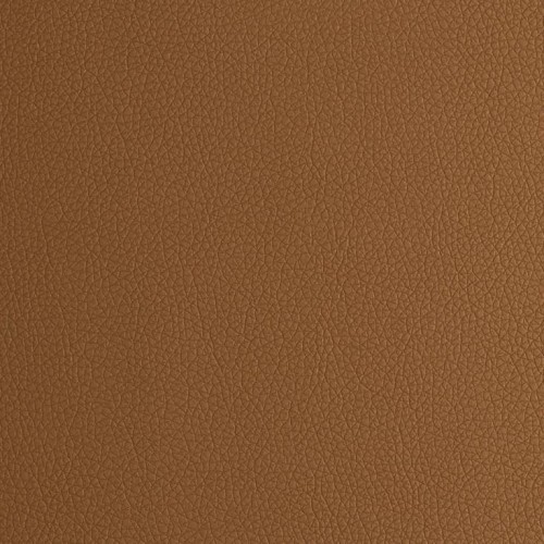 Arizona Camel.jpg